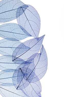 Beyaz arkaplanda şeffaf yaprak iskeletleri