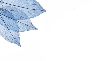 Beyaz arkaplanda şeffaf yaprak iskeletleri