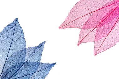 Beyaz arkaplanda şeffaf yaprak iskeletleri