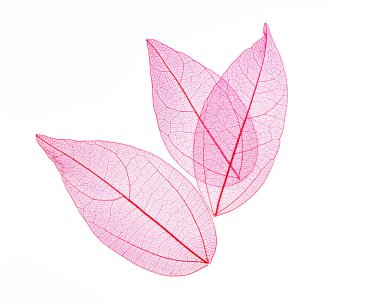 Beyaz arkaplanda şeffaf yaprak iskeletleri