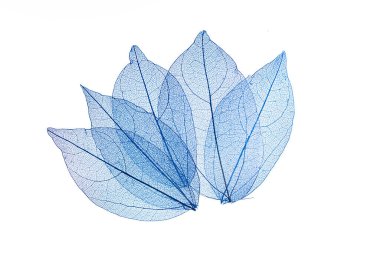 Beyaz arkaplanda şeffaf yaprak iskeletleri