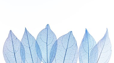 Beyaz arkaplanda şeffaf yaprak iskeletleri