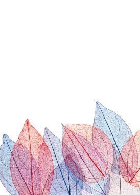 Beyaz arkaplanda şeffaf yaprak iskeletleri