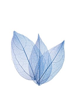 Beyaz arkaplanda şeffaf yaprak iskeletleri