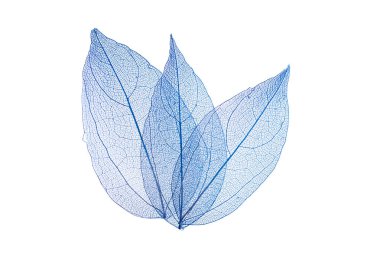 Beyaz arkaplanda şeffaf yaprak iskeletleri