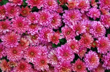 Pembe kasımpatı dokusu. Üst Manzara. sonbahar çiçekleri