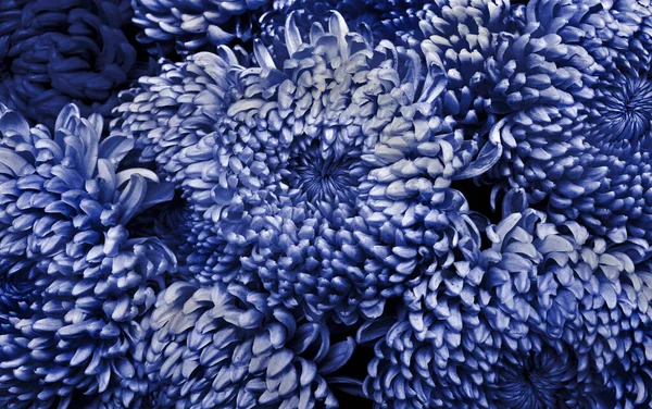 blue chrysanthemum texture background. top view