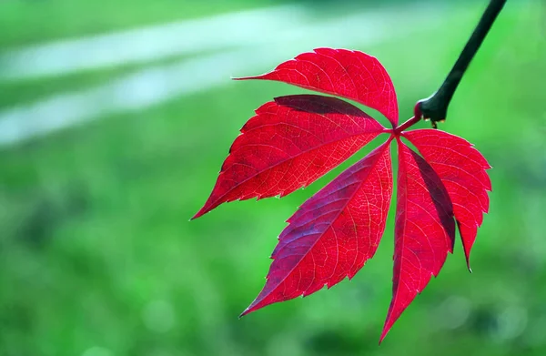 red autumn wild vine leaf. grape leaf close up