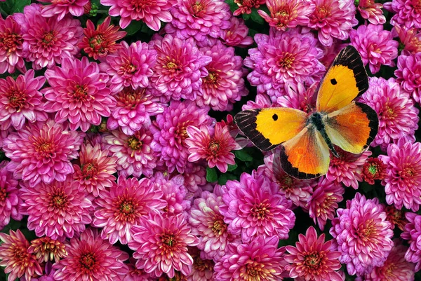 赤い菊とカラフルなオレンジ色の蝶の質感の背景 最上階だ 秋の花 — ストック写真