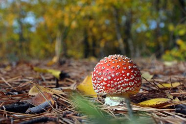 Parlak kırmızı sineklik ormanda