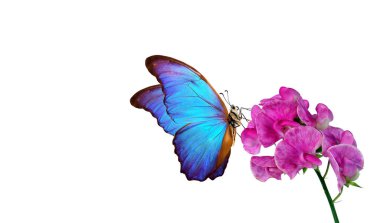 Pembe tropikal orkidelerde parlak mavi morpho kelebeği. Çiçeklerdeki kelebek