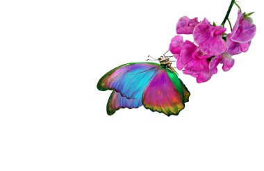 Pembe tropikal orkidelerde parlak mavi morpho kelebeği. Çiçeklerdeki kelebek