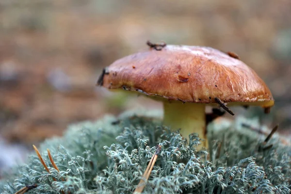 Mushroom growing in moss. Mushroom in Autumn Forest. Boletus close up. Mushroom picking