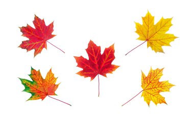 Renkli sonbahar akçaağaç yaprakları beyaz üzerine izole edilmiş.