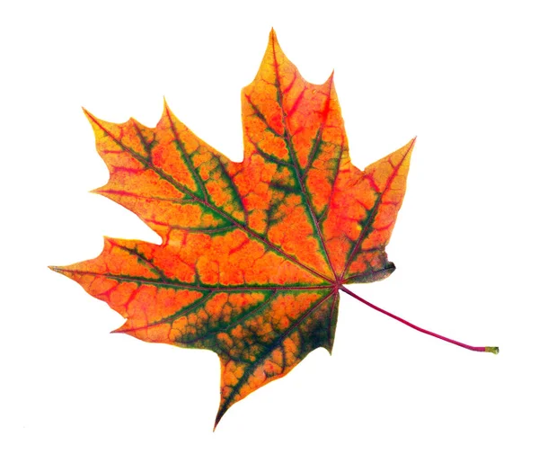 秋のカラフルなオレンジ色のカエデの葉が白い — ストック写真