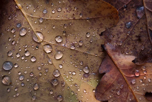 fallen oak leaves in drops of water. autumn fallen leaves texture background