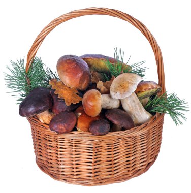 Beyaz üzerine mantarlı sepet. Beyaz mantarlar. Cep Mantarları. Boletus. 