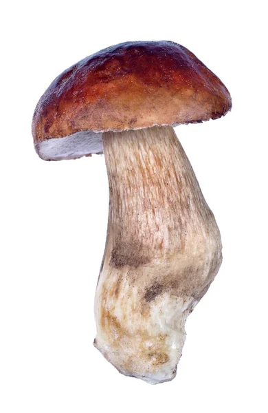 Cogumelo Branco Cep Cogumelo Isolado Branco Boleto — Fotografia de Stock