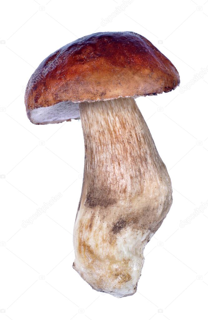 White mushroom. Cep Mushroom Isolated On White. Boletus. 
