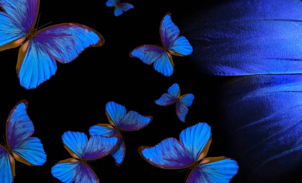 Alas Una Mariposa Morpho Vuelo Mariposas Azules Brillantes Fondo Abstracto —  Fotos de Stock