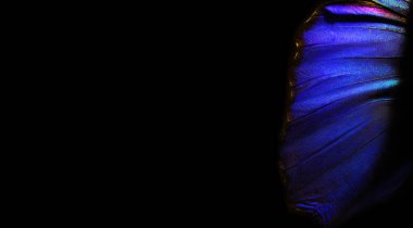                                Mavi soyut desen. Kelebek Morpho 'nun kanatları. Morpho kelebeği. seçici odak   