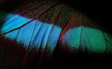 Siyah üzerine tropik bir kelebeğin parlak renkli kanatları. Papilio blumei. Kapatın. Kelebek kanatları dokusu arkaplanı  