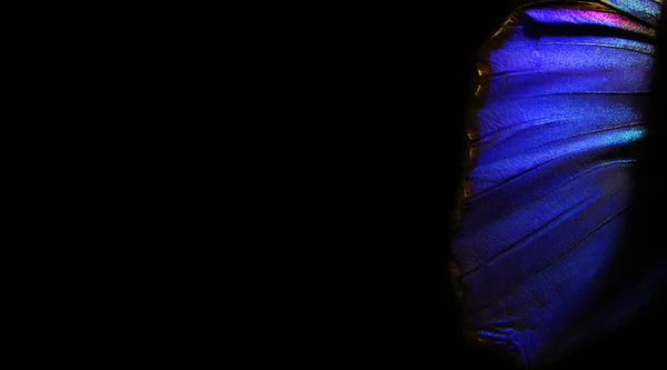 Patrón Abstracto Azul Alas Una Mariposa Fondo Textura Morpho Mariposa — Foto de Stock