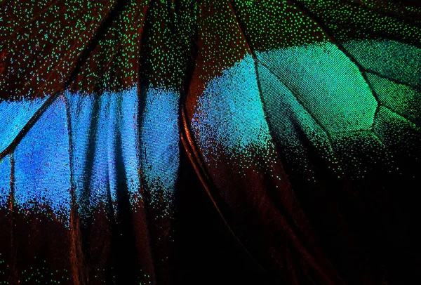 黑色的热带蝴蝶明亮的彩色翅膀 木乃伊蓝梅靠近点蝴蝶翅膀纹理背景 — 图库照片