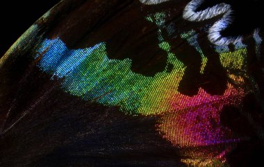           Tropikal bir kelebeğin renkli kanadı. Soyut desenli kelebek kanat dokusu arka planı. Madagaskar gün batımı güvesi.                      