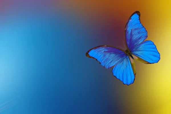 多色の背景に鮮やかな青熱帯のモフ蝶 夏のコンセプト — ストック写真