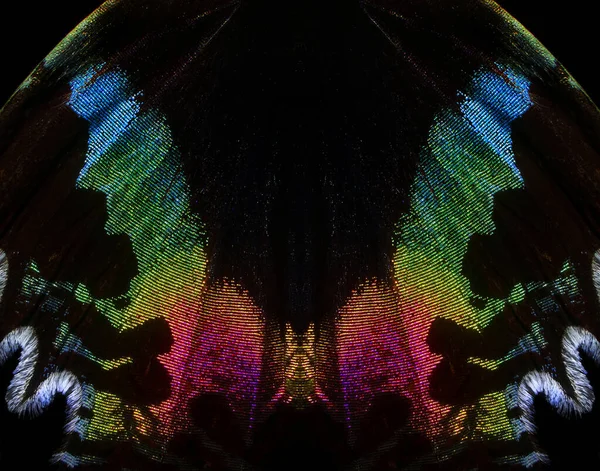Tropikal Bir Kelebeğin Renkli Kanadı Soyut Desenli Kelebek Kanat Dokusu — Stok fotoğraf