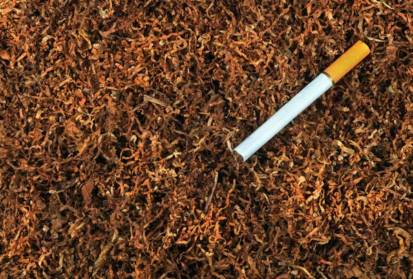 Száraz Vágott Dohány Levél Cigaretta Egy Asztalon Közelről — Stock Fotó