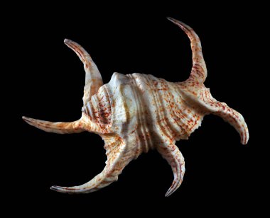 Deniz kabuğu siyah üzerine izole edilmiş. Yakın plan.