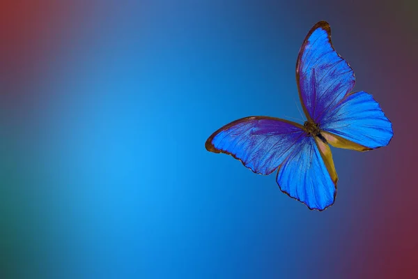 Leuchtend Blauer Tropischer Morpho Schmetterling Auf Verschwommenem Hintergrund Sommerkonzept — Stockfoto