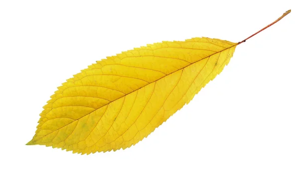 Żółty Liść Wiśni Izolowany Białym — Zdjęcie stockowe