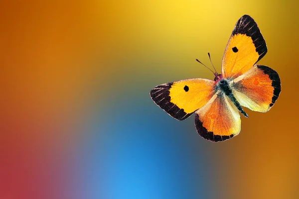 Φωτεινές Πορτοκαλί Πεταλούδες Ένα Θολό Πολύχρωμο Φόντο Καλοκαιρινή Ιδέα Colias — Φωτογραφία Αρχείου