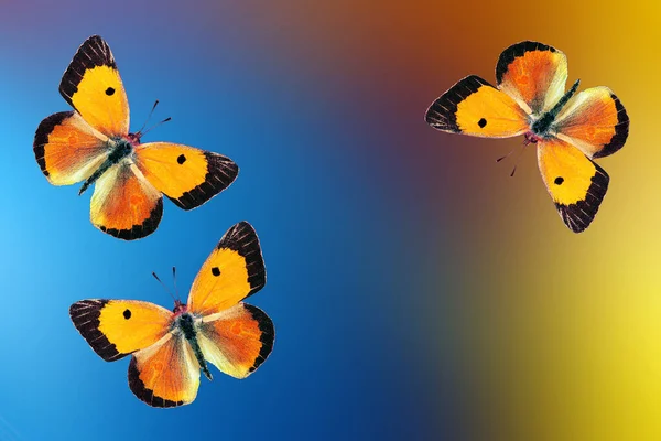 Mariposas Color Naranja Brillante Sobre Fondo Borroso Multicolor Concepto Verano —  Fotos de Stock