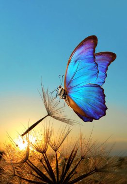         Doğal pastel arka plan. Morpho kelebeği ve karahindiba. Bir karahindiba çiçeğinin tohumları Gün doğumunun arka planında su damlalarında.                             