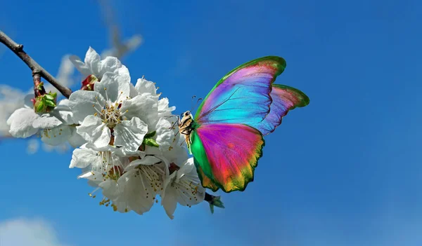 colorful morpho butterfly on apple tree flowers. pastel spring background. butterfly sitting on flowers against the sky. flowering branch of apple tree. copy space