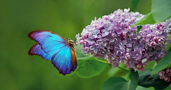 ライラックの花の上に座っているカラフルな青いモフ蝶 コピースペース — ストック写真