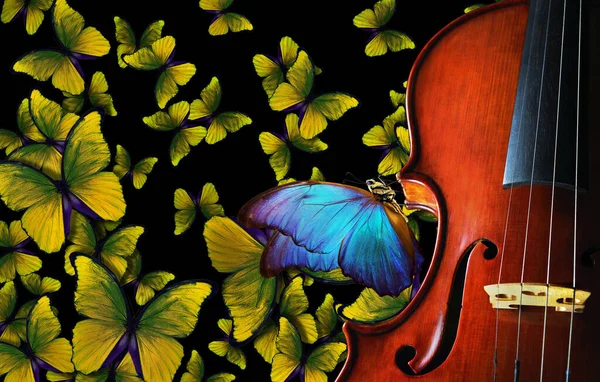 Dallam Koncepció Színes Kék Morfó Pillangó Egy Antik Hegedűn Hegedű — Stock Fotó