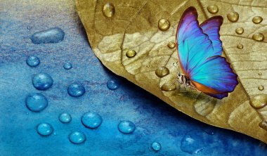 Su damlalarındaki altın yaprak. Çiy damlalarında kelebek. altın ve mavi arka plan. Maviyle boyanmış suluboya kağıt. Mavi ve altın arkaplanda parlak morpho kelebeği. Boşluğu kopyala
