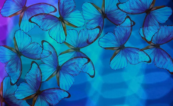 Coloridas Mariposas Morfo Azul Sobre Fondo Borroso Abstracto Fondo Abstracto —  Fotos de Stock
