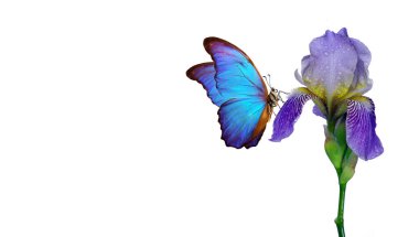 İris çiçeğinin üzerindeki renkli mavi morpho kelebeği beyaz üzerine izole edilmiş su damlaları.