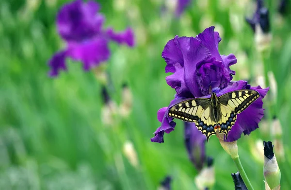 Kupu Kupu Ekor Layang Layang Berwarna Warni Pada Bunga Iris — Stok Foto