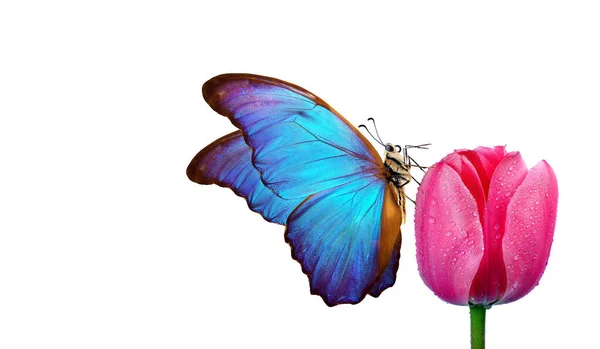 Mariposa Morfo Azul Colorido Flor Tulipán Rosa Gotas Agua Aisladas —  Fotos de Stock
