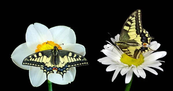 나비가서 호랑나비 — 스톡 사진