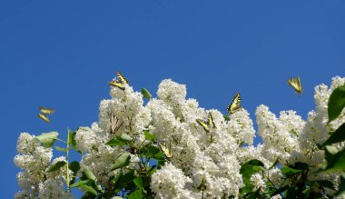 Mavi gökyüzüne karşı beyaz leylak ve kelebekler. Beyaz bir leylak çalısı üzerinde uçan renkli kırlangıç kelebeği. parlak bahar arkaplanı