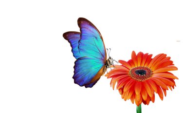 Kırmızı Gerbera çiçeğindeki parlak mavi morpho kelebeği beyaza izole edilmiş.