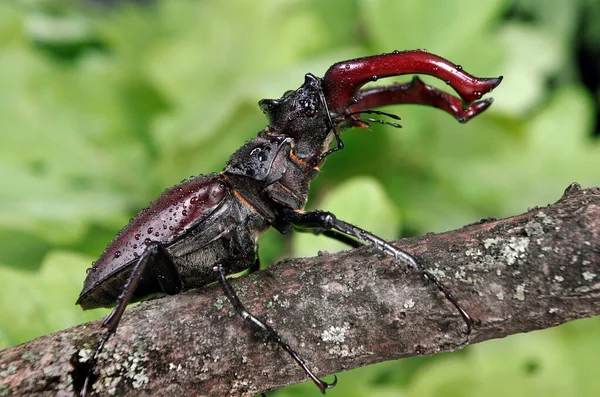 オークの森の中にカブトムシを刺せ 閉じろ — ストック写真